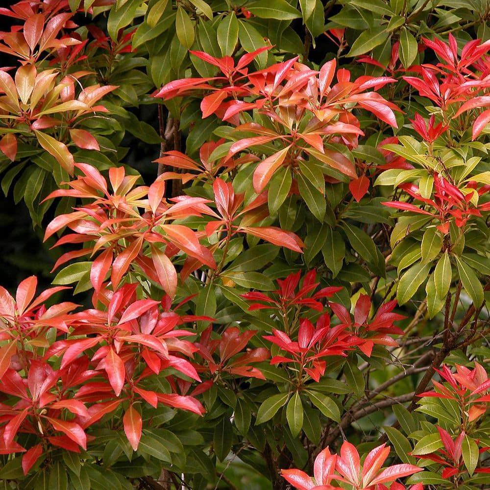 2.25 Gal. Mountain Fire Pieris Live Shrub with White Flowers - Hercitys
