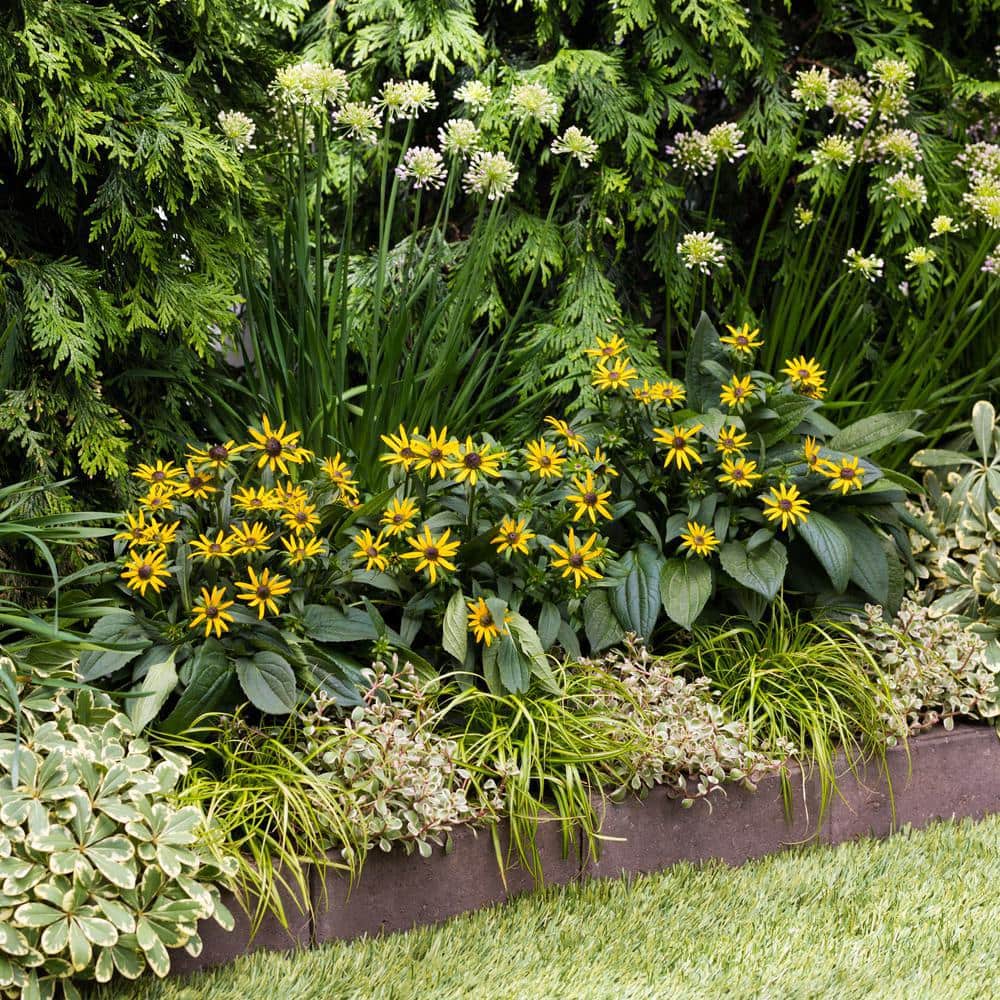 2 Qt. Yellow ‘Little Goldstar’ Rudbeckia Black Eyed Susan Perennial Plant (3-Pack) - Hercitys