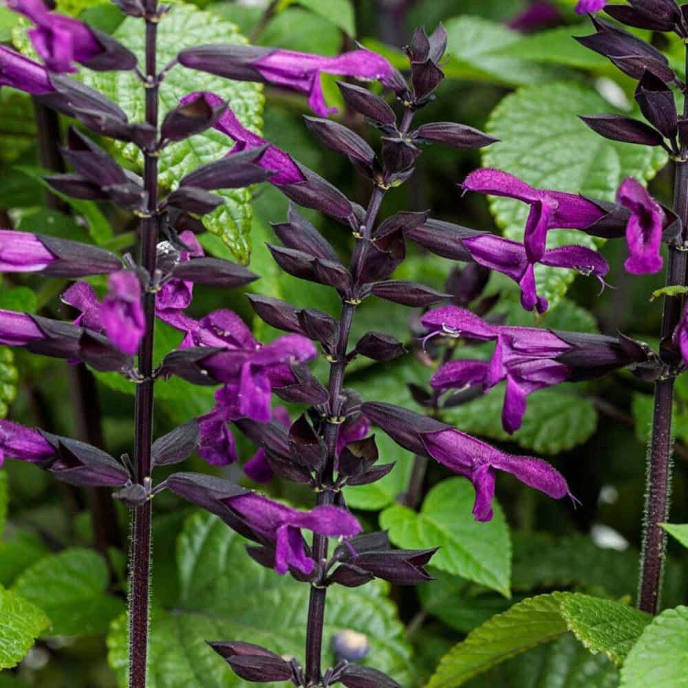 4.25 in. Eco+ Grande Rockin’ Deep Purple Salvia (Hybrid) Live Annual Plant with Purple Flowers 4-Pack - Hercitys