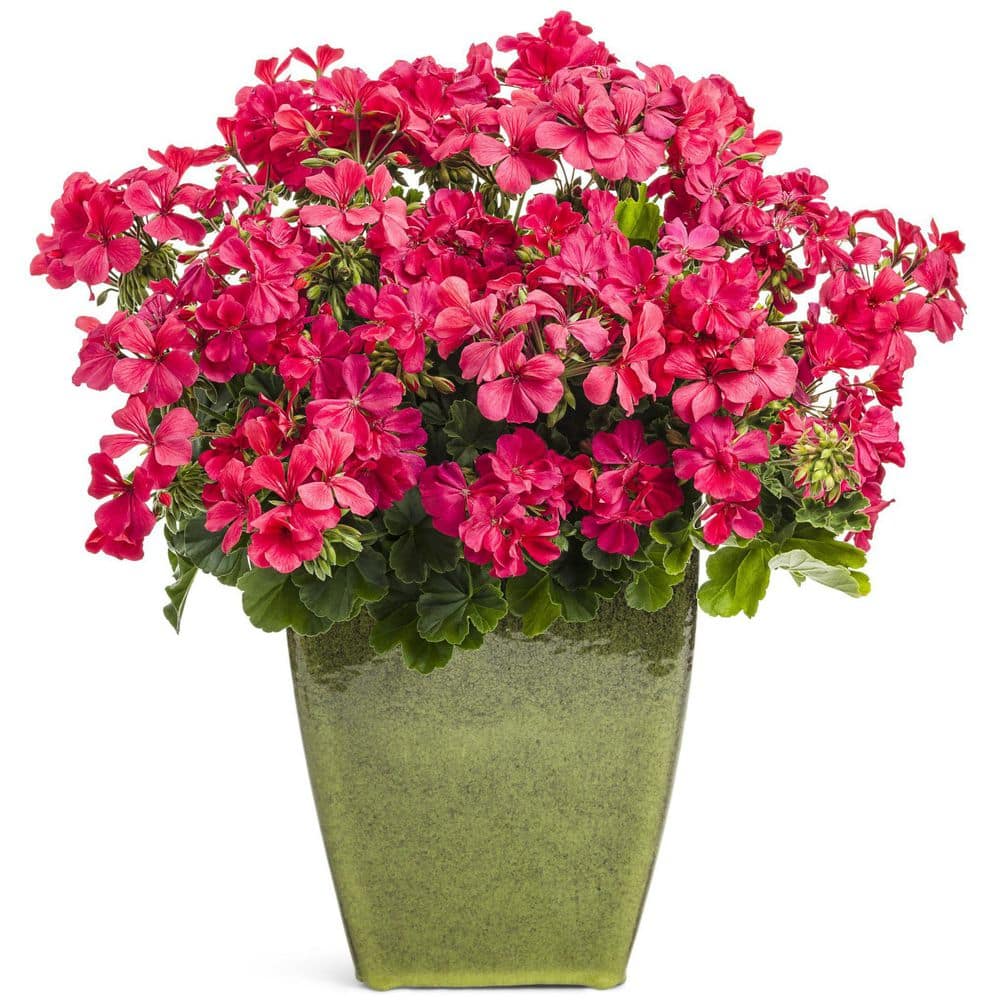 4.25 in. Eco+Grande Boldly Hot Pink Geranium (Pelargonium) Live Plant, Bright Pink Flowers (4-Pack) - Hercitys