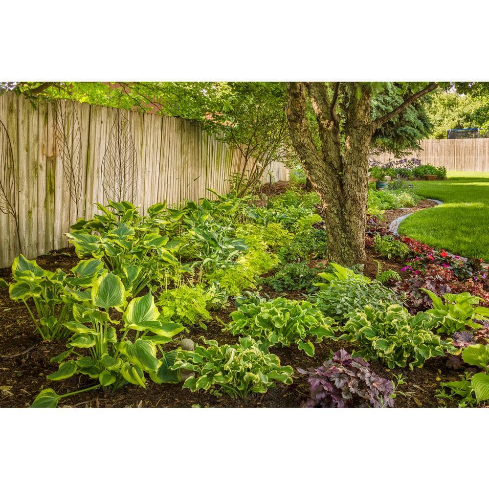 0.65 Gal. Shadowland Hudson Bay (Hosta) Live Plant, Variegated Foliage - Hercitys