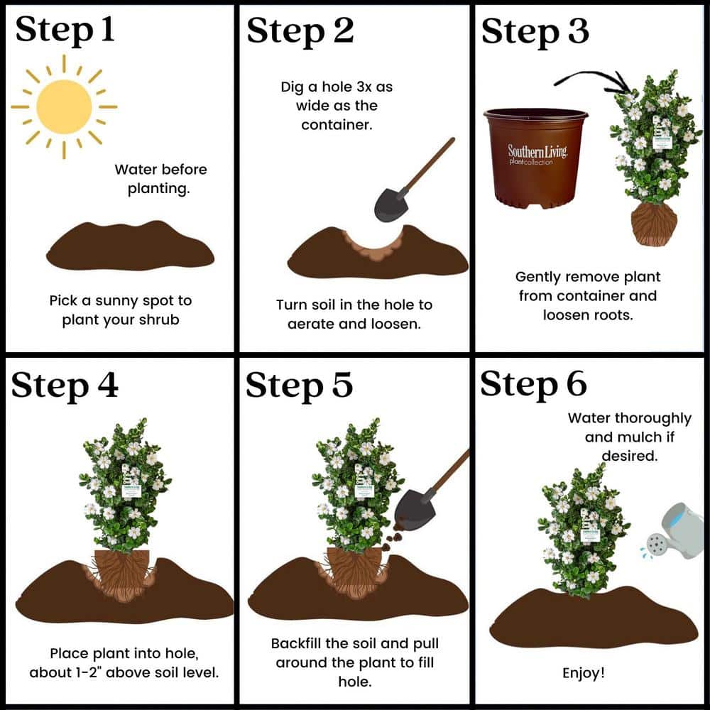 2 Gal. Diamond Spire Gardenia Shrub with Fragrant White Blooms - Hercitys