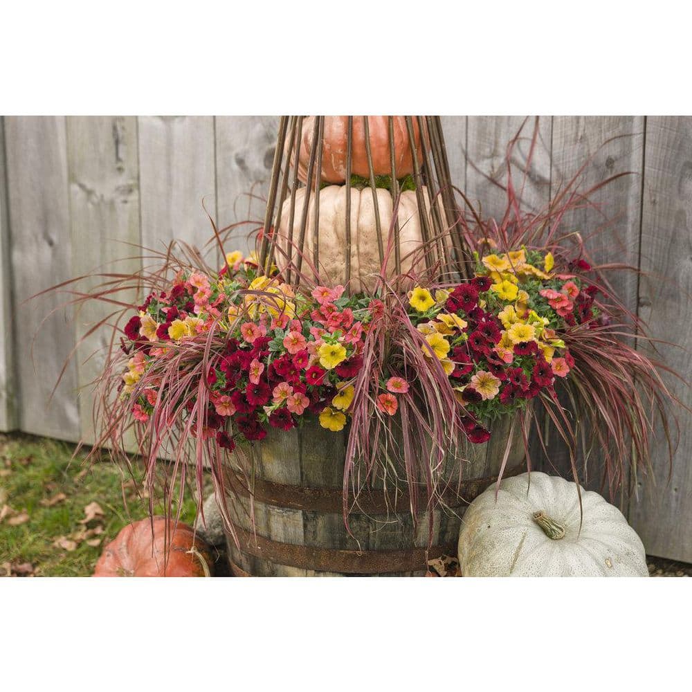 4.25 in. Eco+Grande Supertunia Honey (Petunia) Live Plant, Yellow Flowers (4-Pack) - Hercitys