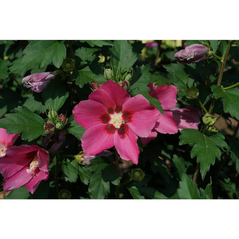 4.5 in. Qt. Rouge Paraplu Rose of Sharon (Hibiscus) Live Shrub, Pink-Red Flowers - Hercitys
