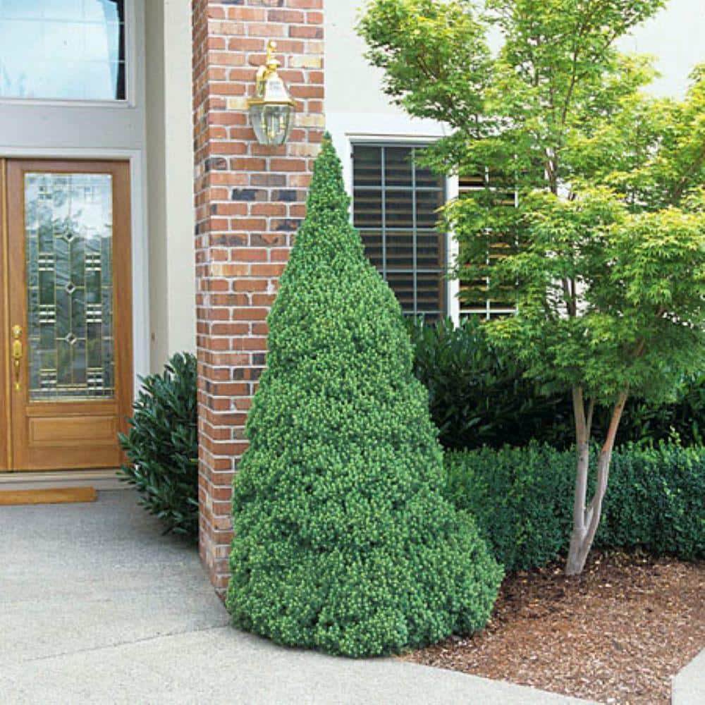 2.25 Gal. Dwarf Alberta Spruce (Picea g. ‘Conica’) Live Potted Evergreen Tree (1 each) - Hercitys