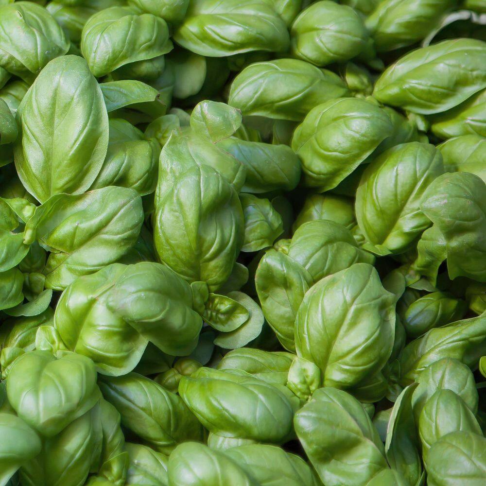 3.3 in. Basil Culinary Kitchen Herb Seed Grow Kit - Hercitys