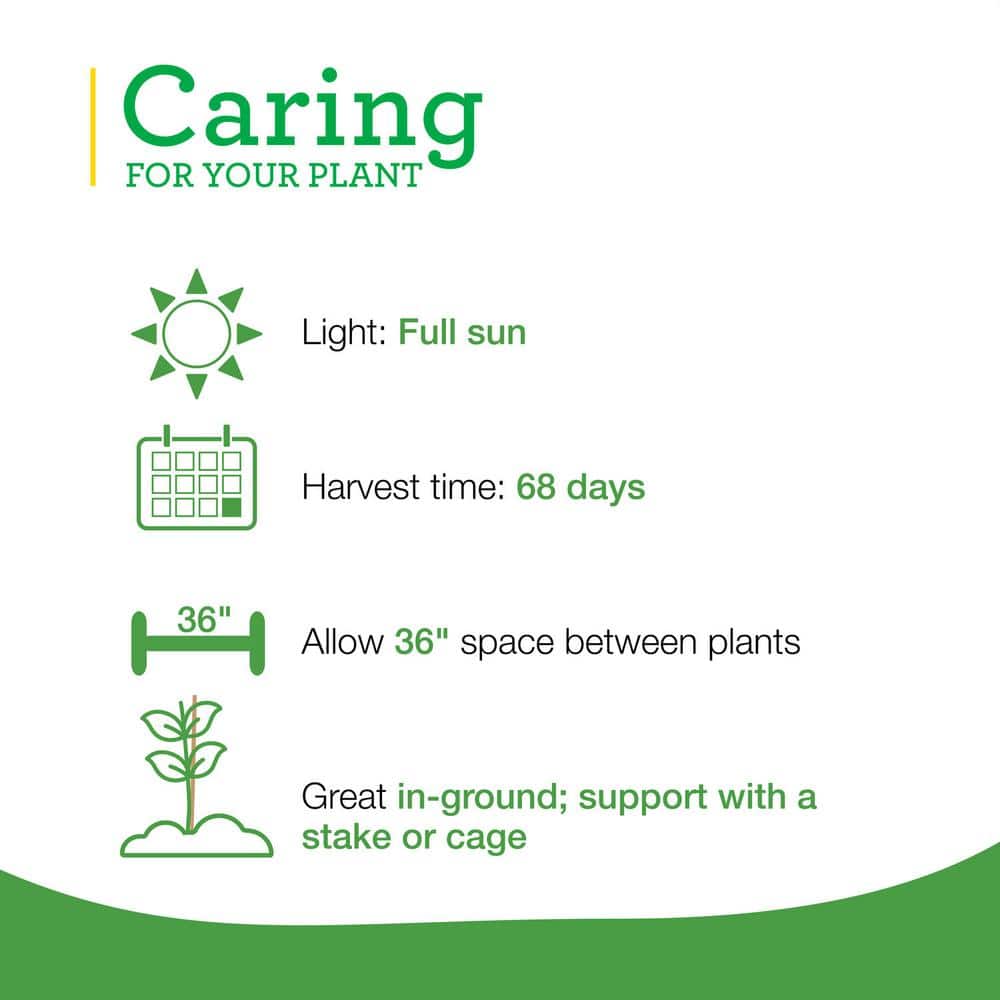 19 oz. Goliath Tomato Bush Plant (2-Pack) - Hercitys