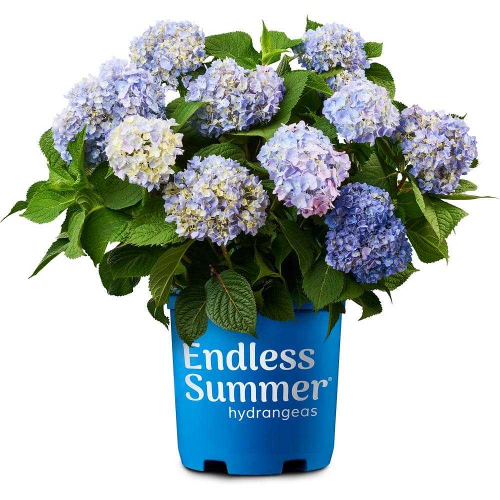 1.0 Gal. The Original Hydrangea Perennial Plant with Blue Flowers (2-Pack) - Hercitys