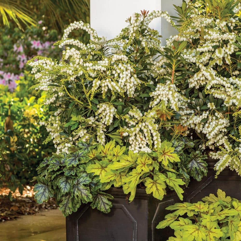 2 Gal. Mountain Snow Pieris, Evergreen Shrub, Clusters of Small Bell-shaped White Blooms - Hercitys