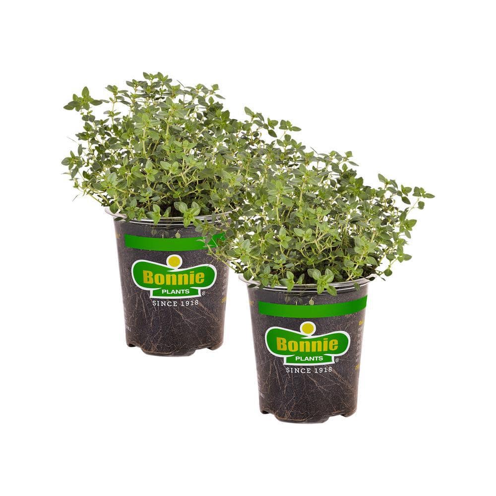19 oz. Lemon Thyme Herb Plant (2-Pack) - Hercitys