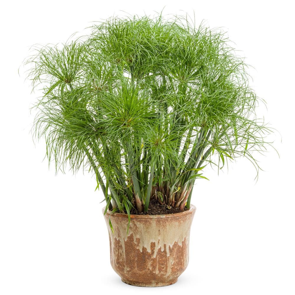 4.5 in. Qt. Graceful Grasses Prince Tut Dwarf Egyptian Papyrus (Cyperus) Live Plant, Bright Green Foliage - Hercitys