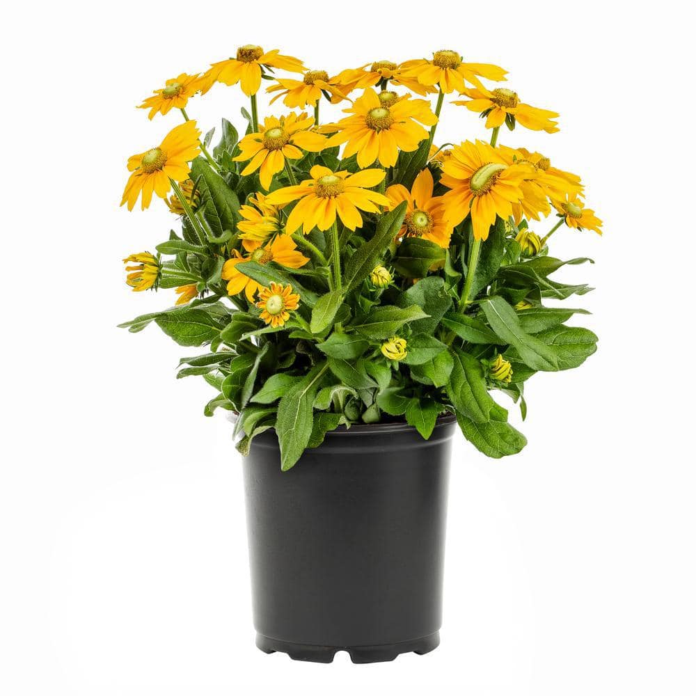 2 Qt. Denver Daisy Rudbeckia Black Eyed Susan Yellow Perennial Plant (3-Pack) - Hercitys