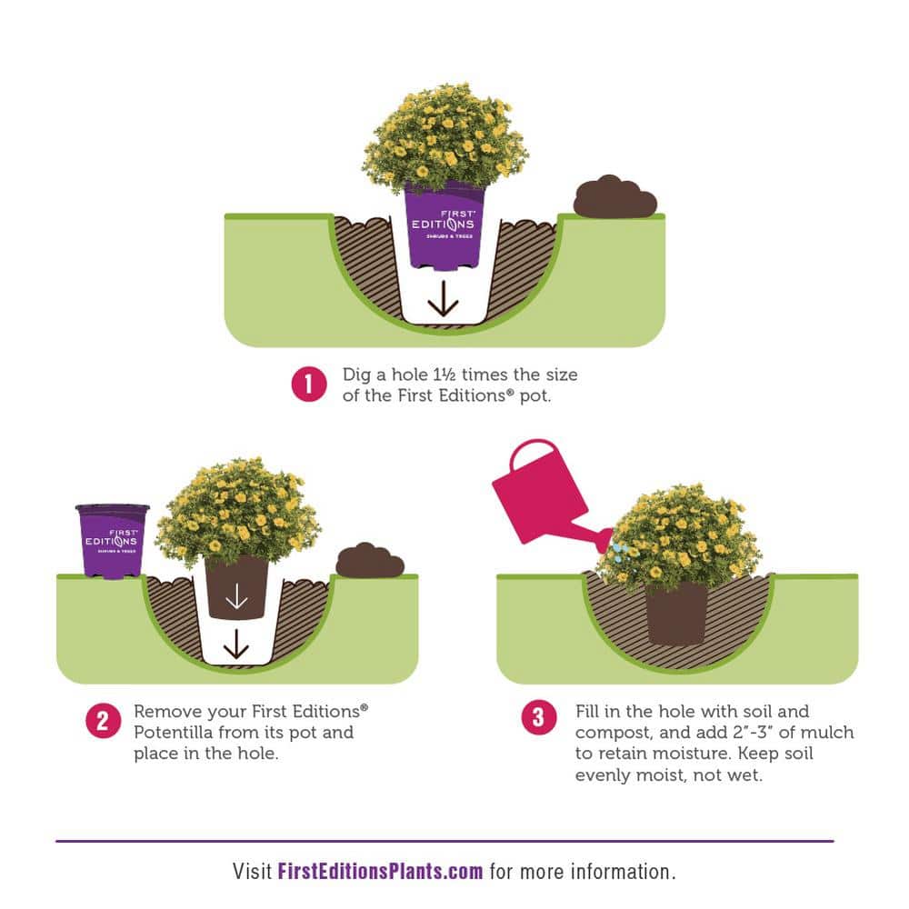 2 Gal. Creme Brulee Potentilla Live Shrub with White Flowers - Hercitys