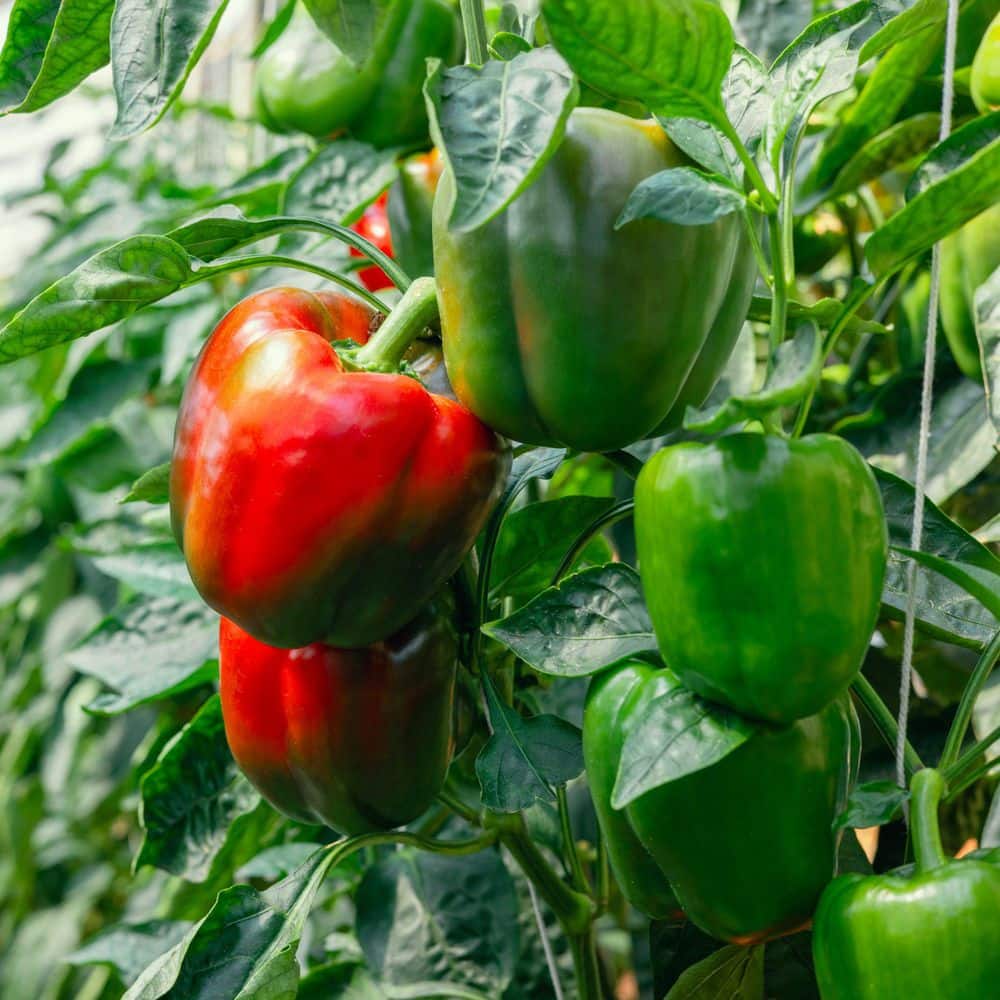 2.5 in. Chile Pepper Touchdown Plant (3-Pack) - Hercitys