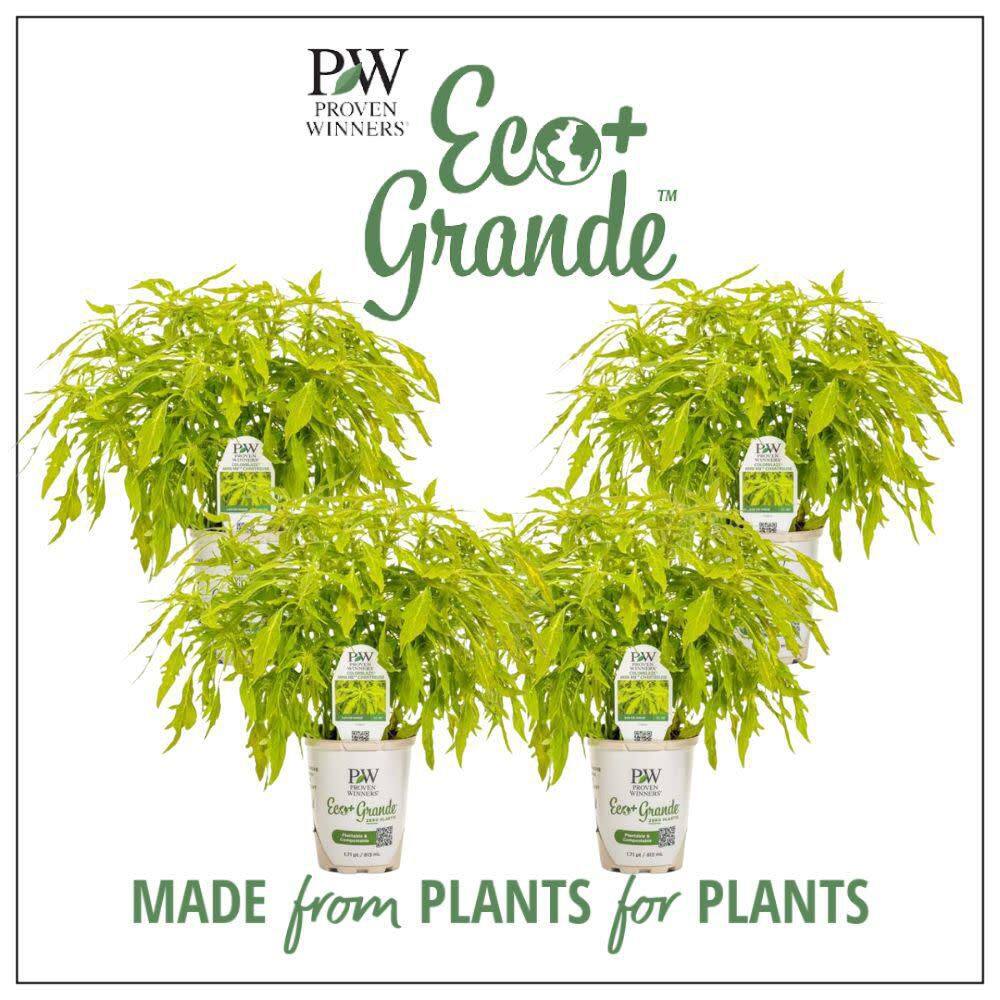 4.25 in. Eco+ Grande Colorblaze Mini Me Chartreuse Coleus (Coleus Scutellarioides) Live Annual Plant 4-Pack - Hercitys