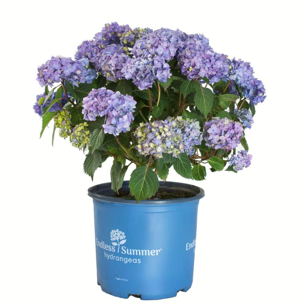 3 Gal. Bloom Struck Hydrangea Perennial Plant - Hercitys