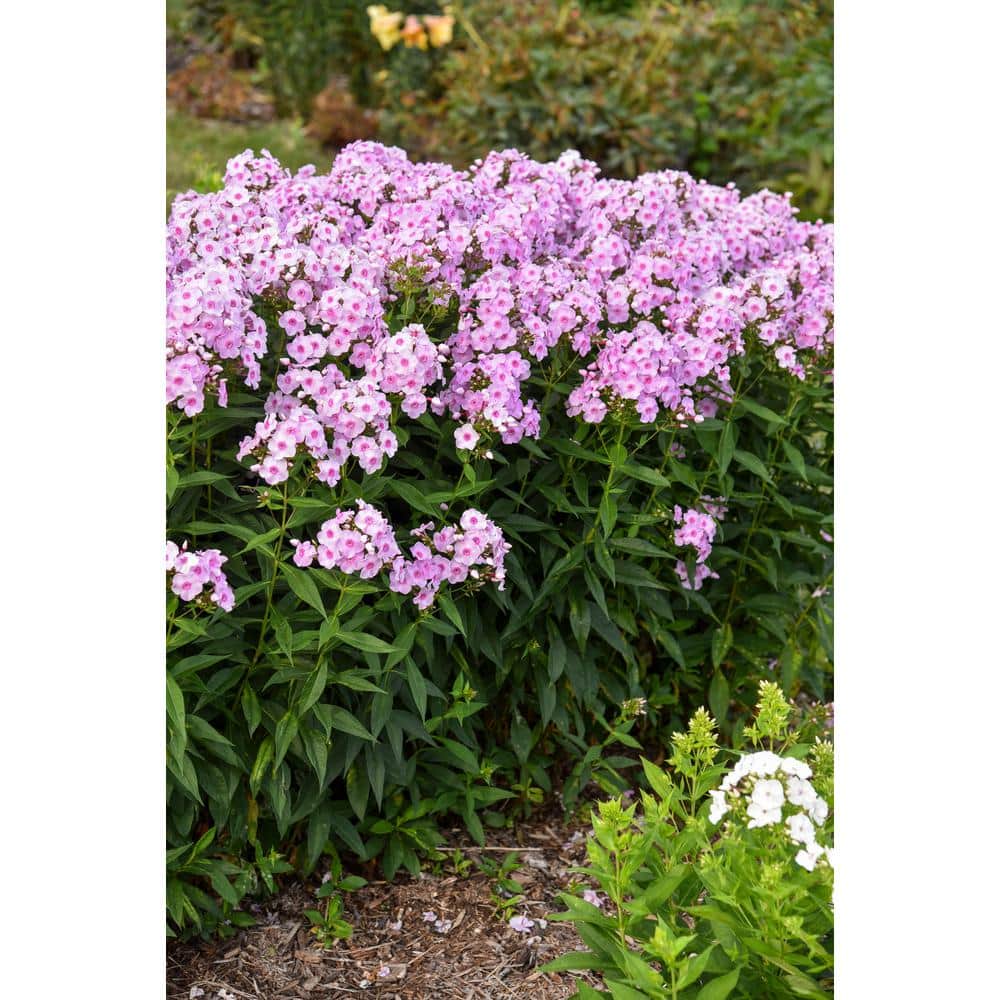 1 Gal. Luminary Opalescence (Phlox) Live Plant, Pink Flowers - Hercitys
