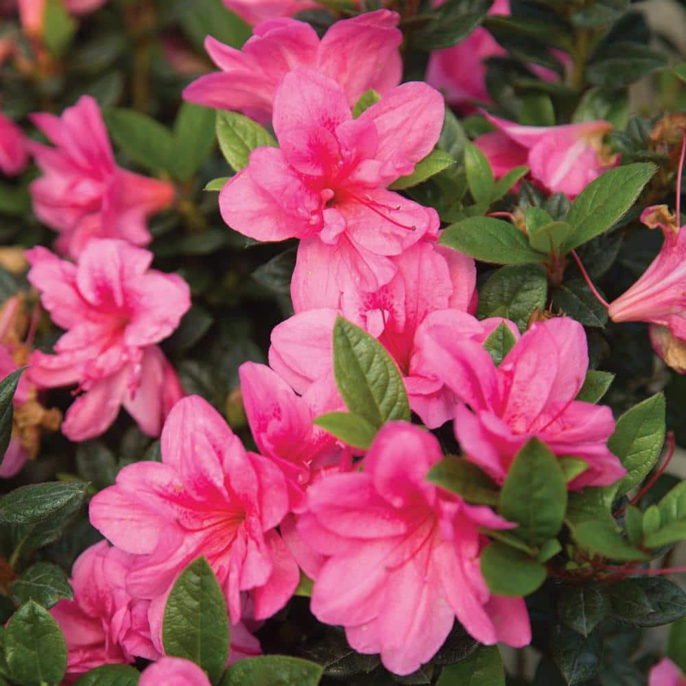 3 Gal. Autumn Empress Shrub with Medium Pink Reblooming Flowers - Hercitys