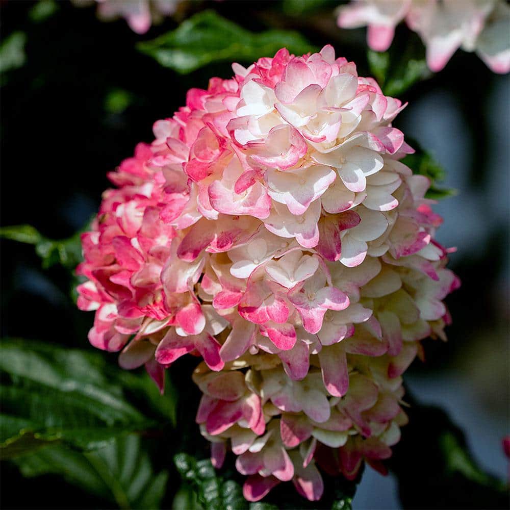 2 gal. Spring Sizzle Hydrangea Shrub - Hercitys