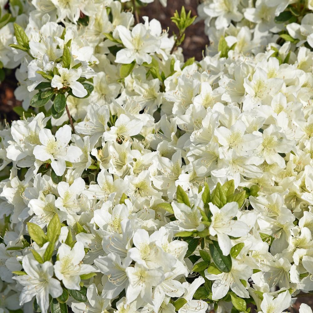 2.25 Gal. Azalea Mrs. G.G. Gerbing Flowering Shrub with White Blooms - Hercitys