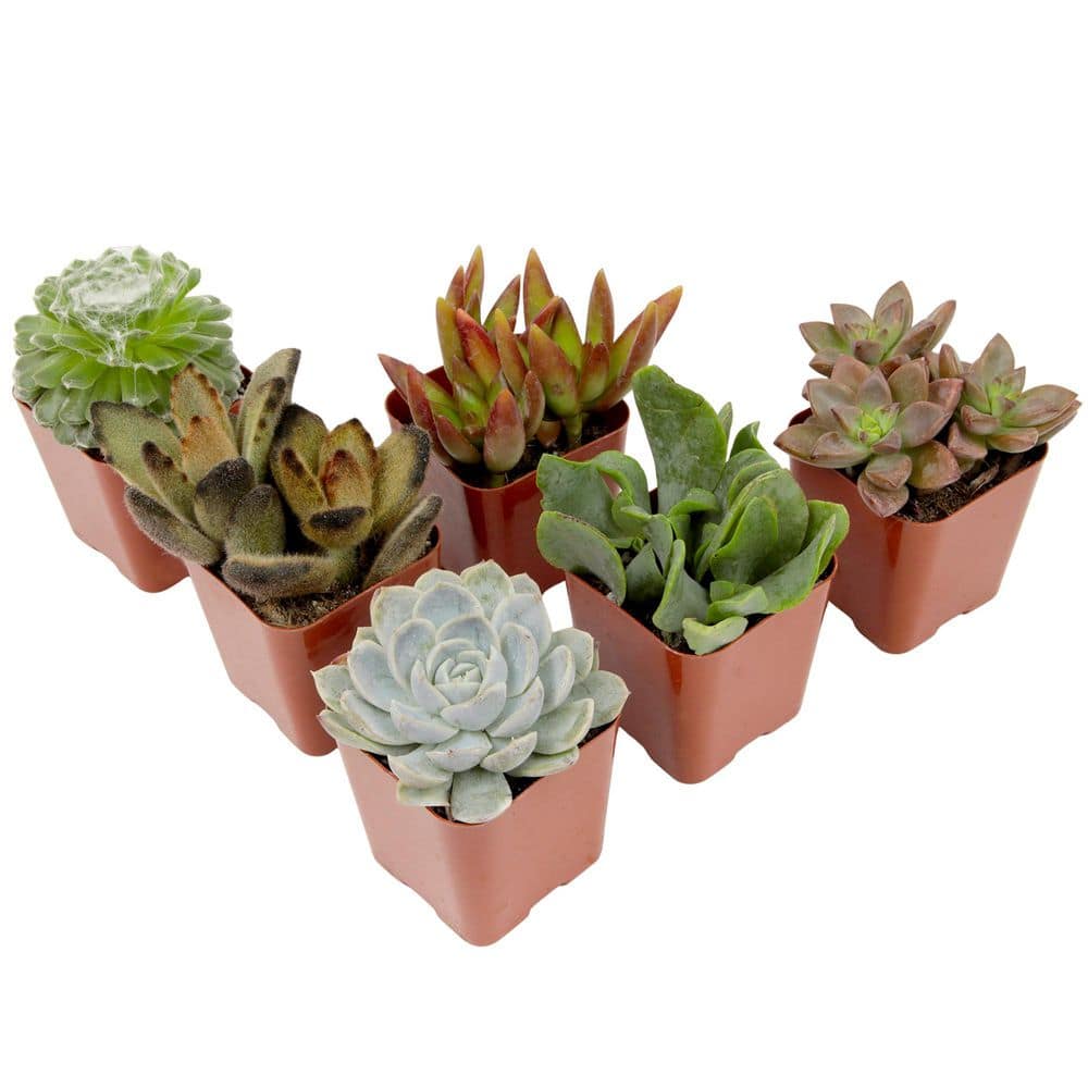 2IN Easy Care Live Succulent (6-Pack) - Hercitys