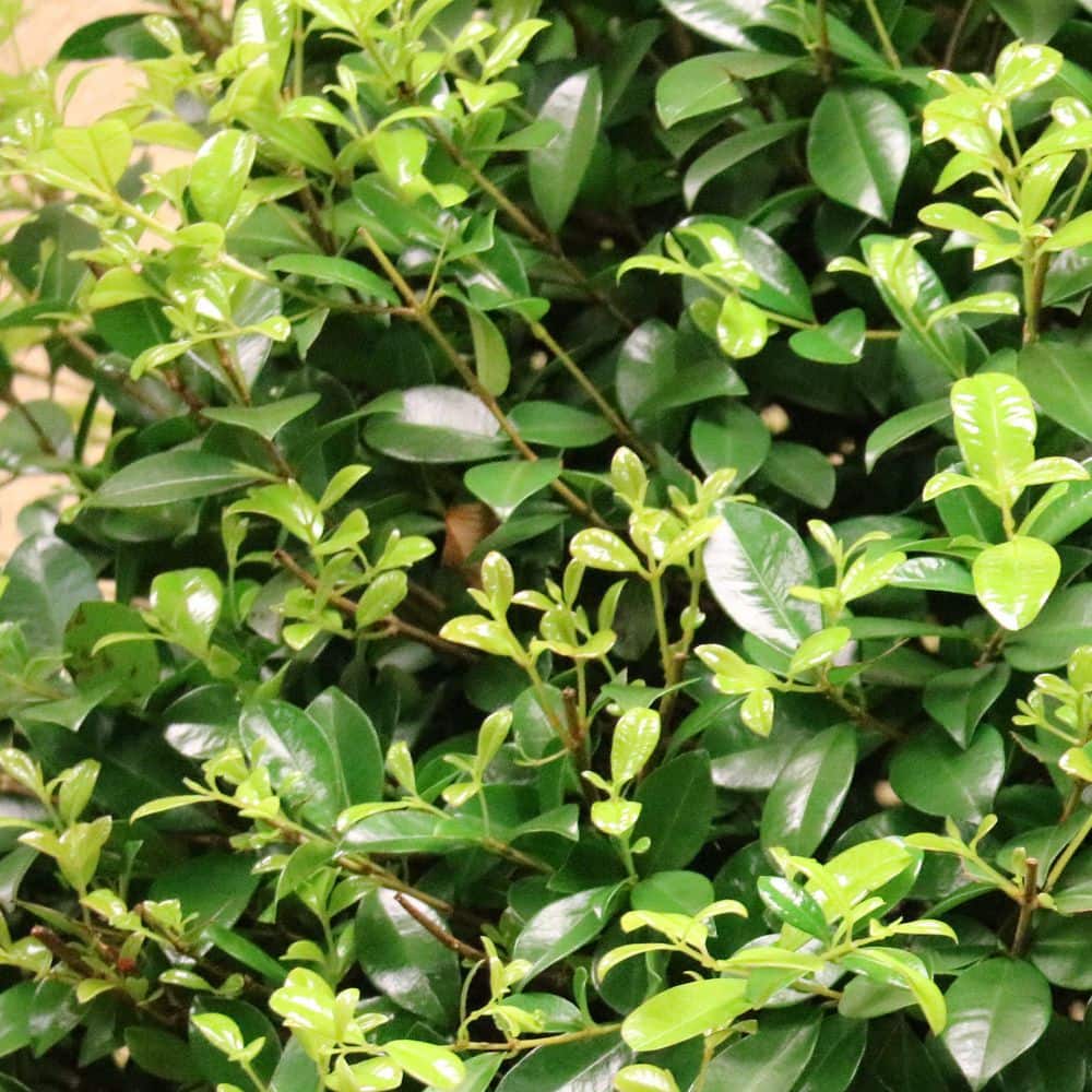 3 Gal. Eugenia Cone Topiary 38 in. - Hercitys