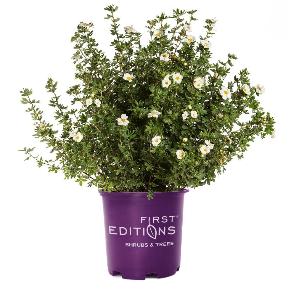 2 Gal. Creme Brulee Potentilla Live Shrub with White Flowers - Hercitys