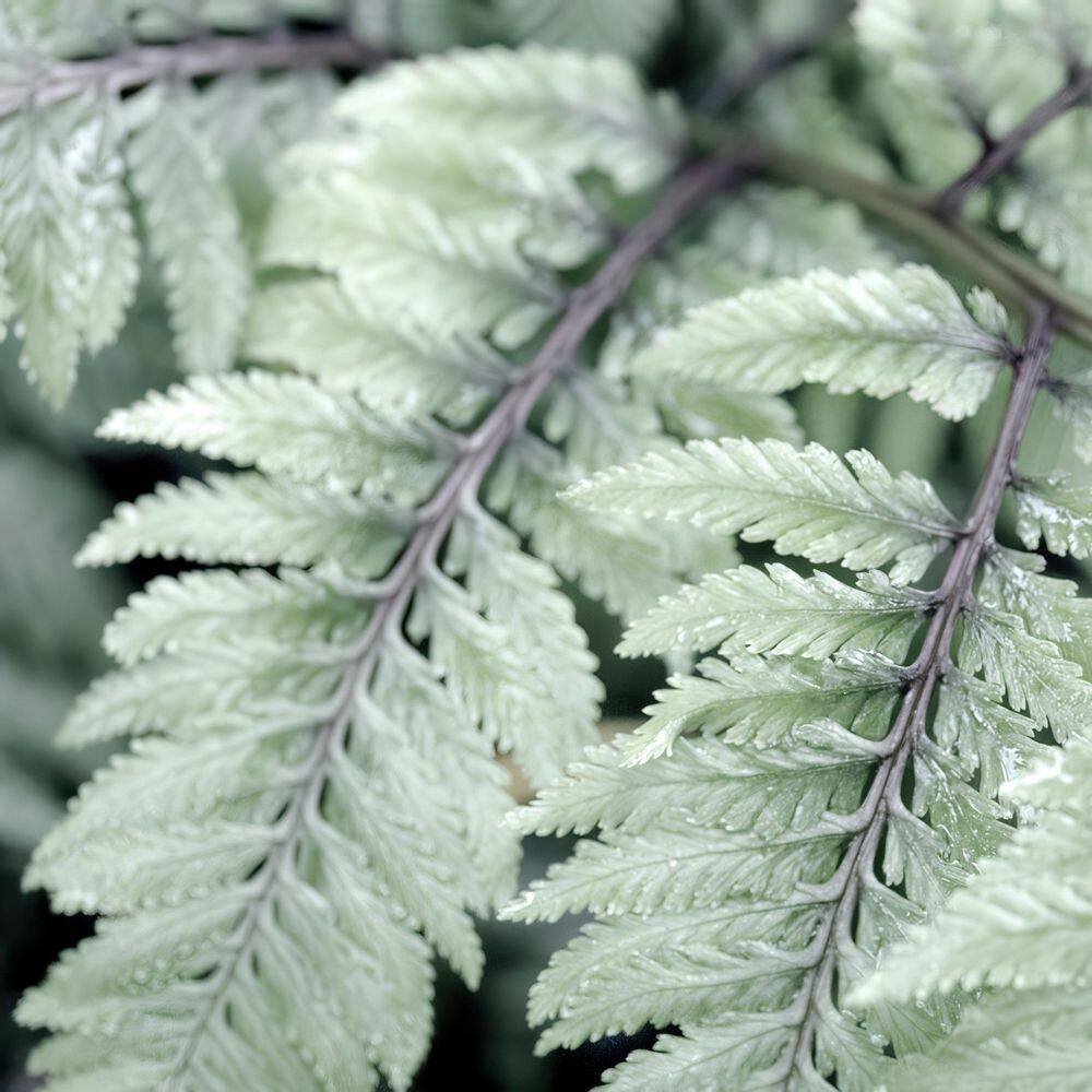 5.5 in. Pearly White Painted Fern Plant - Hercitys