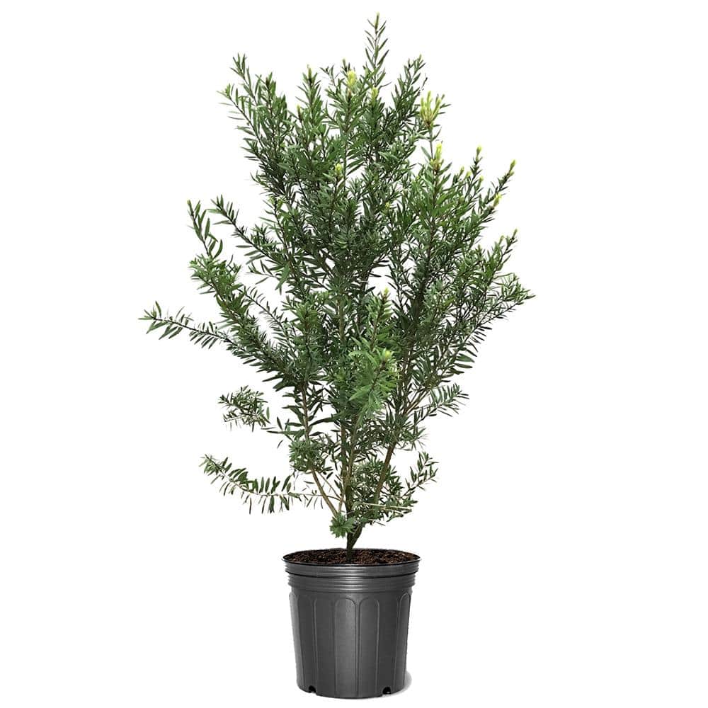 5 Gal. Red Flowering Bottlebrush Tree - Hercitys