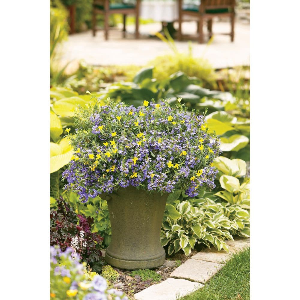 4.25 in. Eco+Grande Whirlwind Blue Fan Flower (Scaevola) Live Plant, Blue-Purple Flowers (4-Pack) - Hercitys