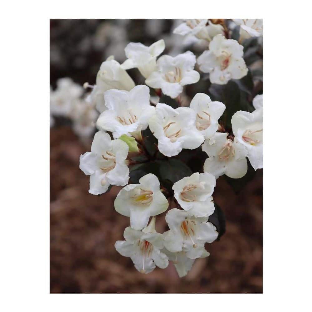 2.0 Gallon Wine and Spirits Weigela (Weigela Florida ‘Wine and Spirits) Shrub with White Flowers - Hercitys