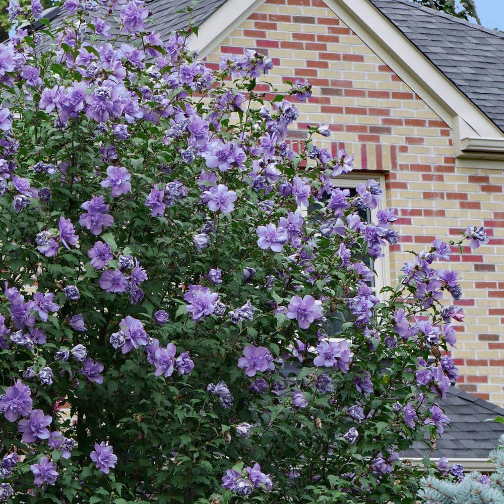 2 Gal. Hibiscus Blueberry Smoothie Shrub with Purple Flowers - Hercitys