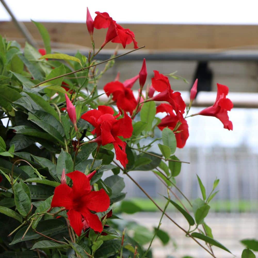 4 in. Mandevilla Plant American Celebration Collection (3-Pack) - Hercitys