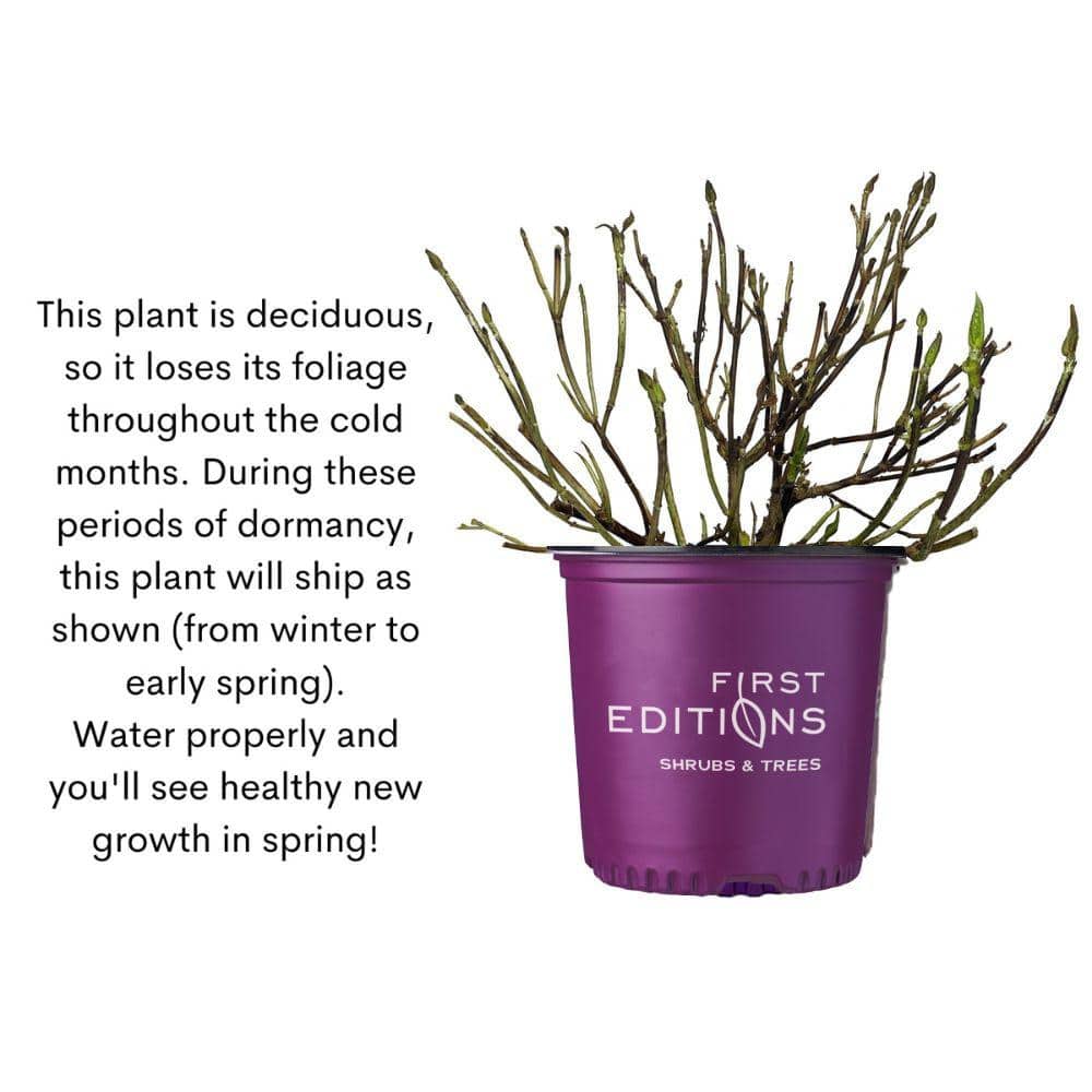 2 gal. Spring Sizzle Hydrangea Shrub - Hercitys