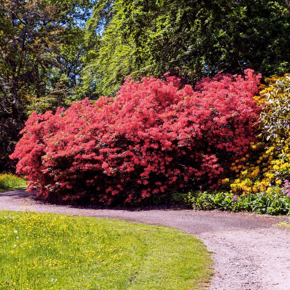 2.5 Quart Azalea ‘Fashion’ Flowering Shrub with Pink Flowers - Hercitys