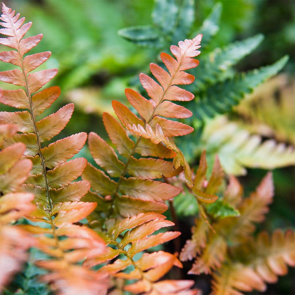 1 Gal. Autumn Fern Green Foliage Shrub (2-Pack) - Hercitys