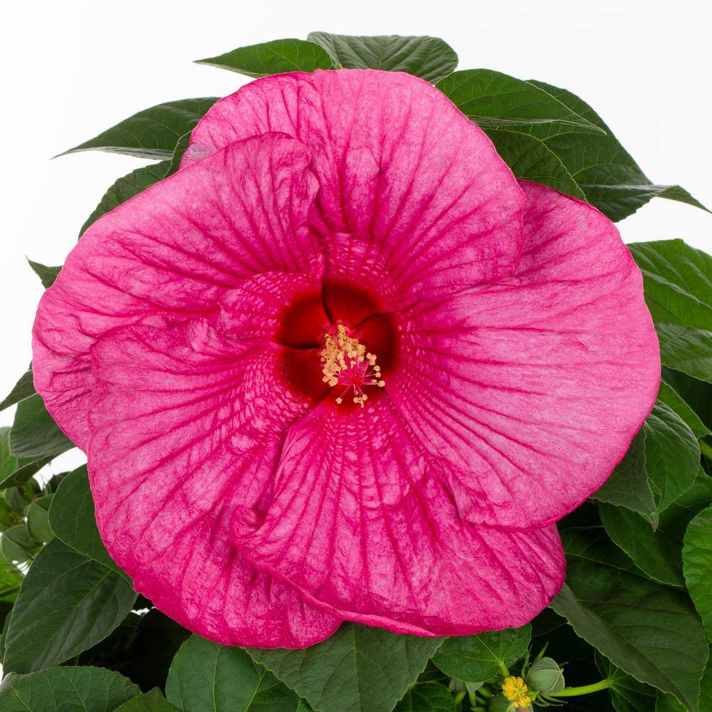 1.75 Gal. Hibiscus Luna Rose Perennial Plant (1-Pack) - Hercitys