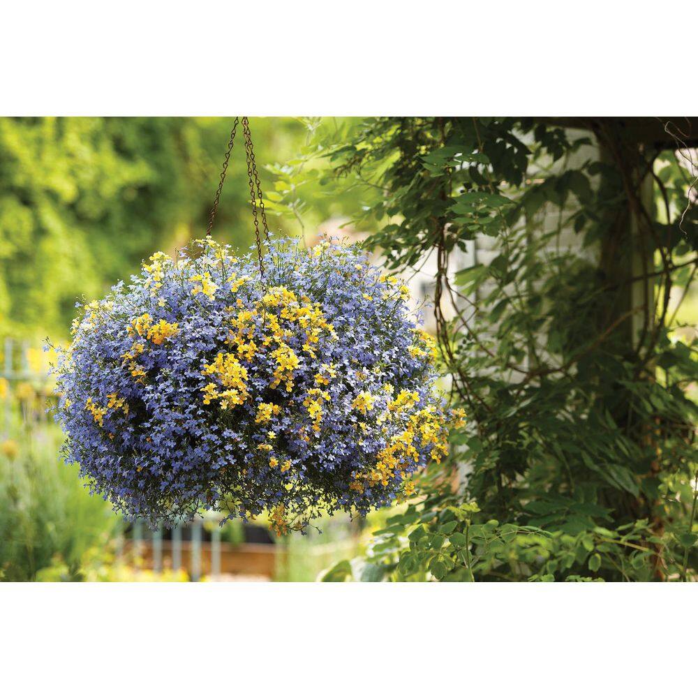 4.25 in. Eco+Grande Sunsatia Lemon (Nemesia) Live Plant, Yellow Flowers (4-Pack) - Hercitys