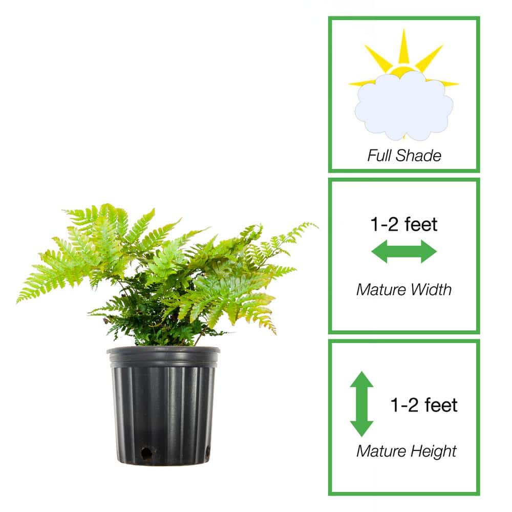 1 Gal. Autumn Fern Green Foliage Shrub (2-Pack) - Hercitys