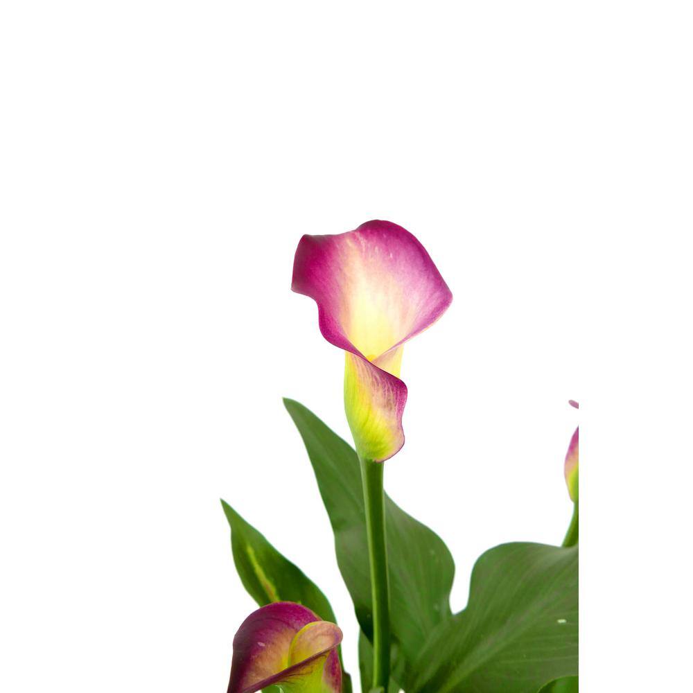 2.5 Qt. Perennial Calla Lily Pink (4-Pack) - Hercitys