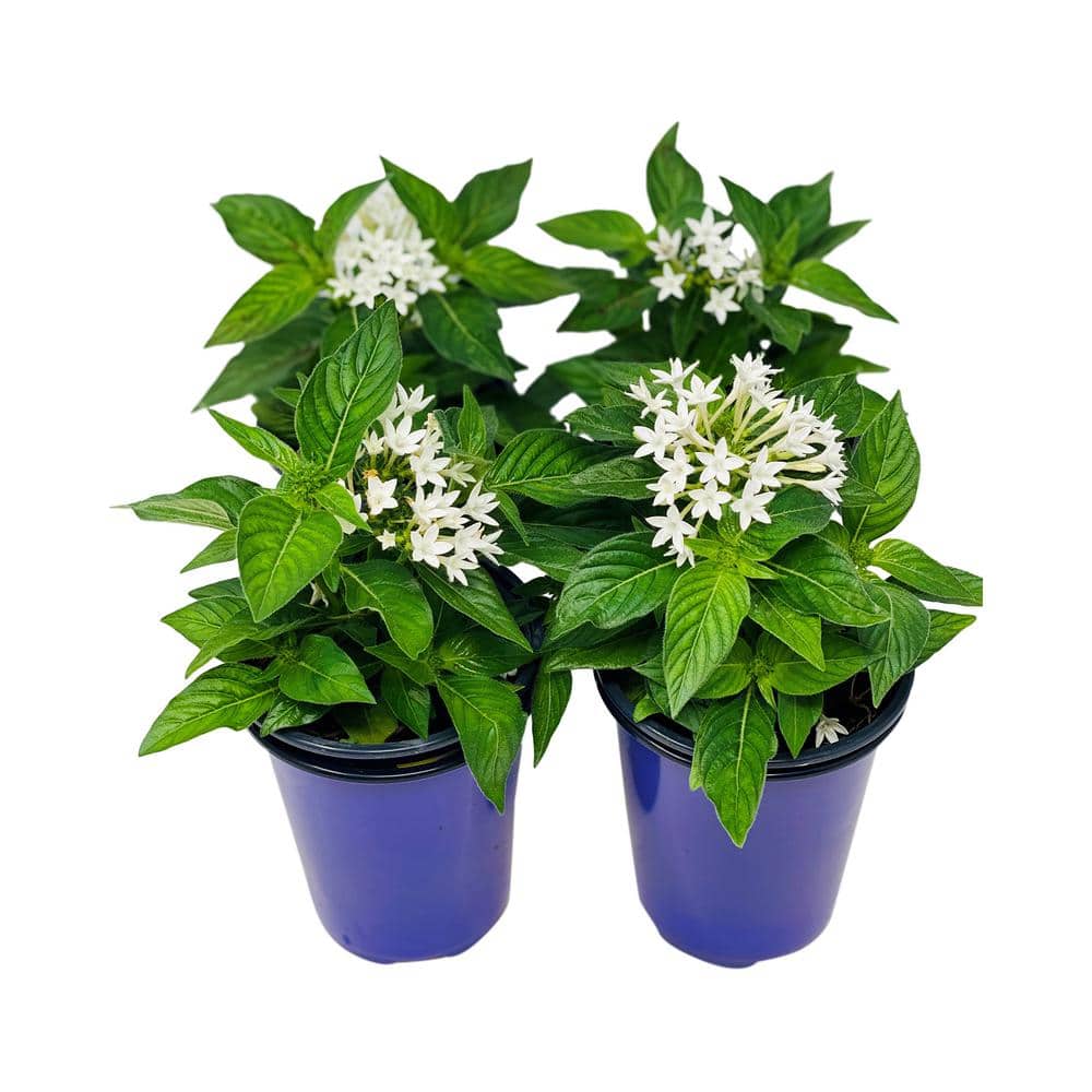 1.38 Pt. Penta Plant White Flowers in 4.5 In. Grower’s Pot (4-Plants) - Hercitys