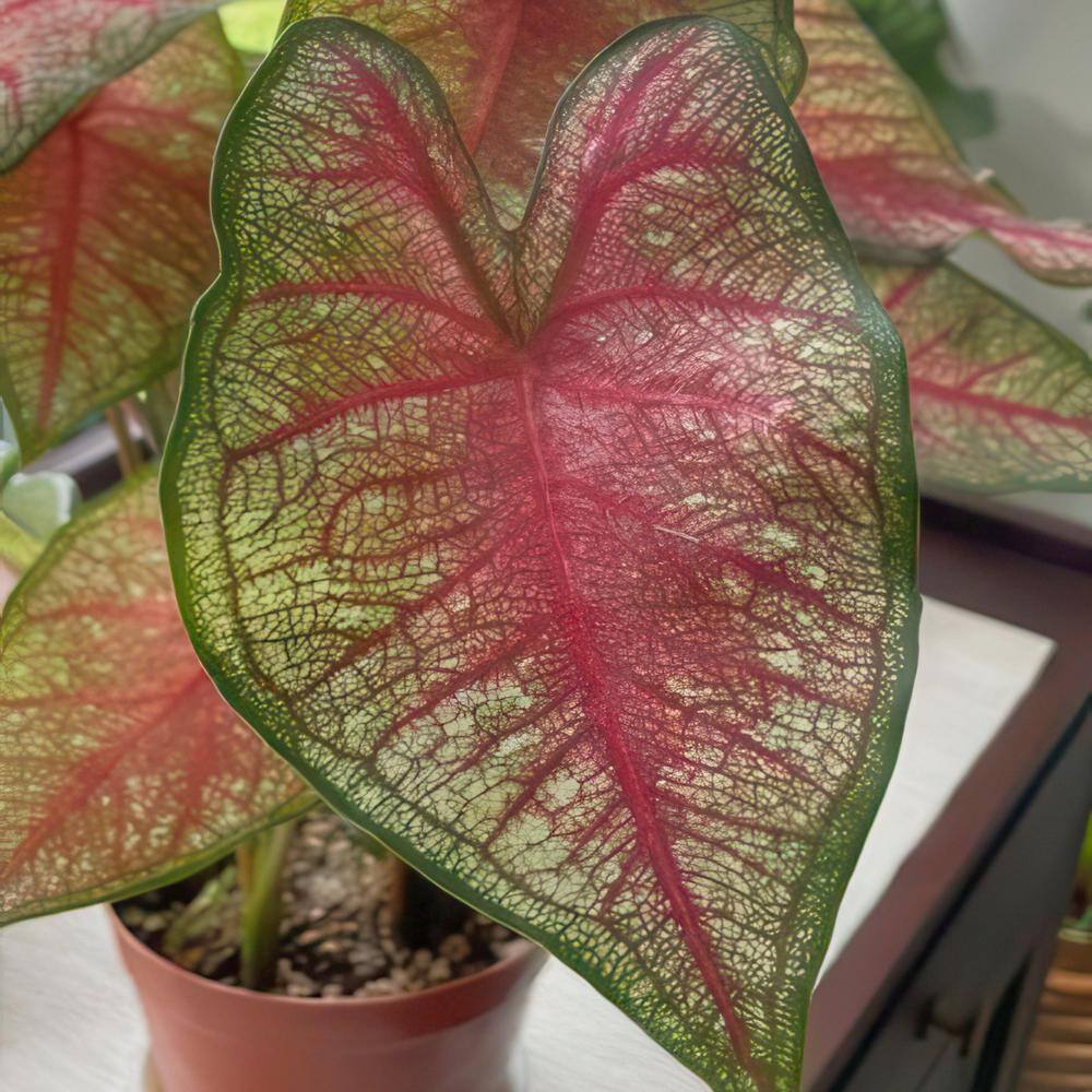 4 in. Caladium Southern Charm Perennial Plant (3-Pack) - Hercitys