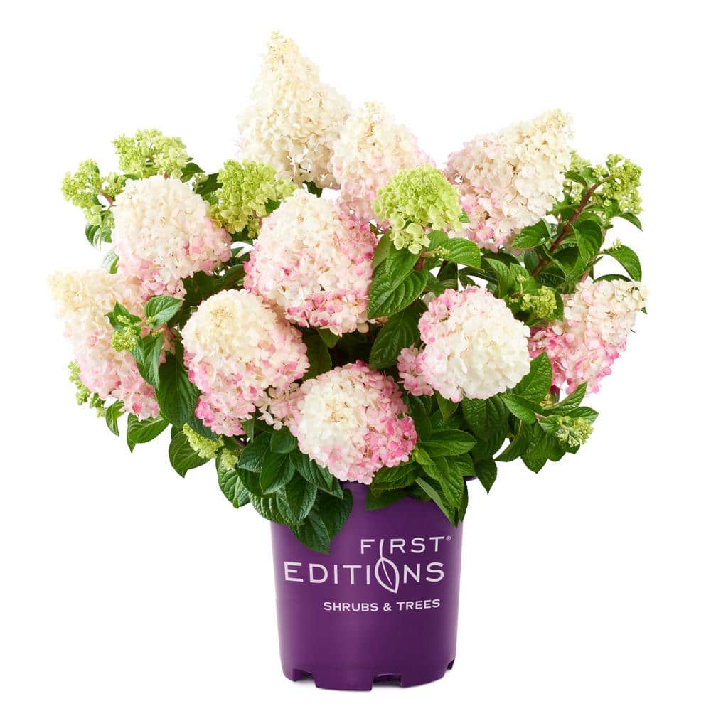 3 Gal. Vanilla Strawberry Panicle Hydrangea Shrub with Pink Flowers - Hercitys