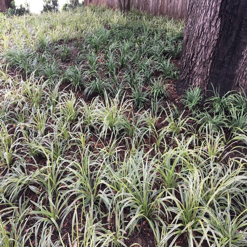 1 gal. Aztec Variegated Lilyturf Liriope Grass Plant - Hercitys