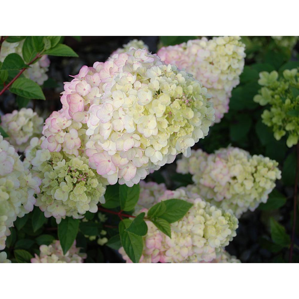 1 Gal. Strawberry Sundae Hydrangea Flowering Shrub with White to Pink Flowers - Hercitys