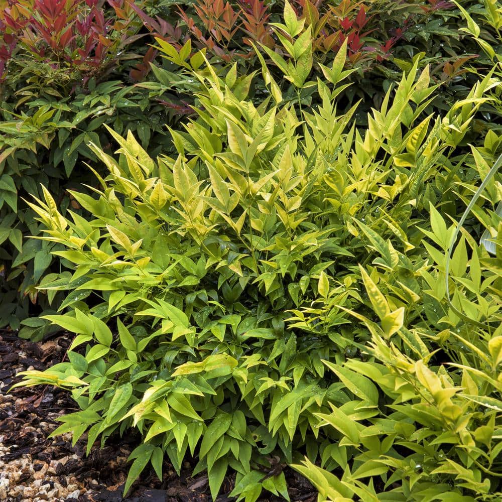 2.5 Qt. Lemon Lime Nandina, Live Evergreen Shrub, Lime Green New Foliage - Hercitys