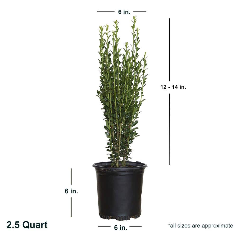 2.5 Qt. Sky Pencil Japanese Holly(Ilex), Live Plant, Upright Growth Habit - Hercitys