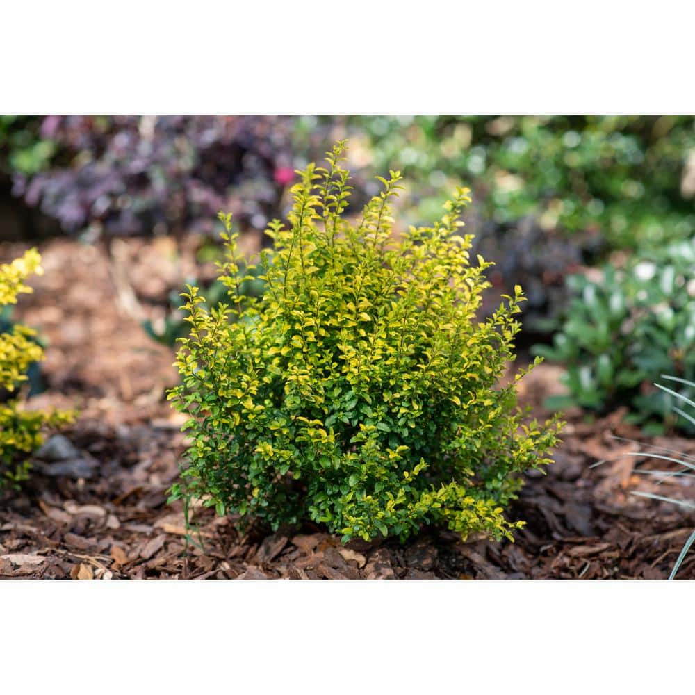 3 Gal. Sunshine Ligustrum Golden Privet Live Shrub with Golden-Yellow Foliage (1-Pack) - Hercitys
