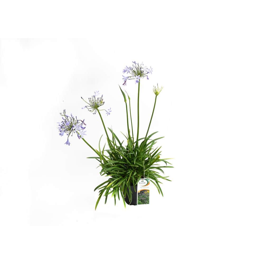 2.5 qt. Agapanthus Peter Pan – Perennial - Hercitys