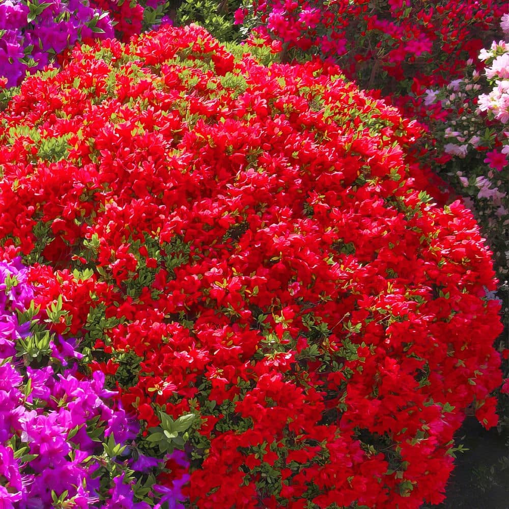 2.5 Quart Azalea ‘Stewartstonian’ Flowering Shrub with Red Flowers - Hercitys